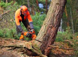 Best Storm Damage Tree Cleanup  in Aberdeen, NC